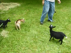 goats_giphy